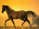 Horsefan